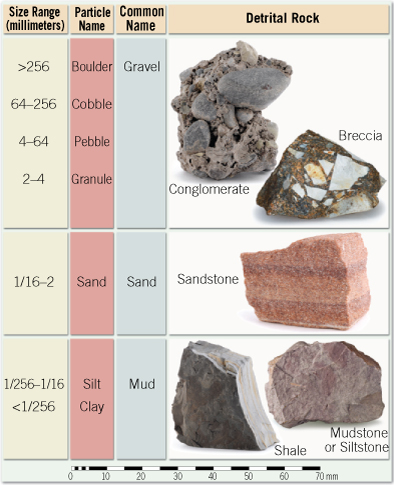 Solved The Names Given To Clastic Sedimentary Rocks Are Chegg Com